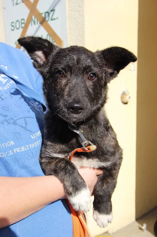 Znaleziono psa, Łódź, 10 kwietnia 2024 (4/5)