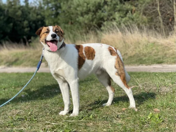 Pies do adopcji, Pieczyska, 10 kwietnia 2024 (2/5)