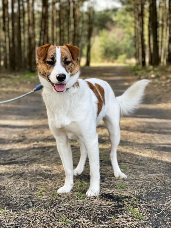 Pies do adopcji, Pieczyska, 10 kwietnia 2024 (3/5)