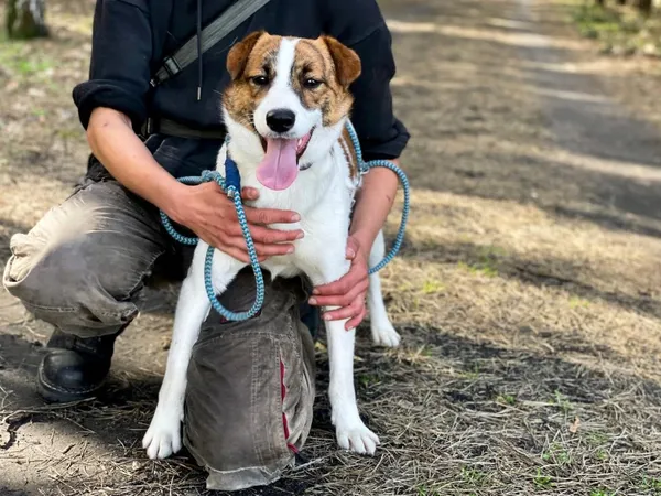 Pies do adopcji, Pieczyska, 10 kwietnia 2024 (4/5)