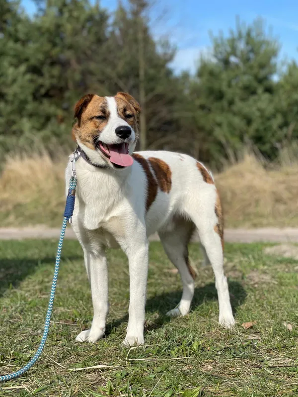 Pies do adopcji, Pieczyska, 10 kwietnia 2024 (5/5)