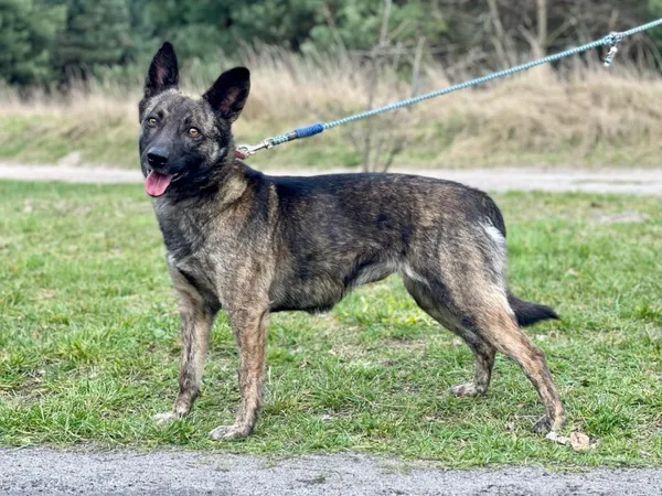 Pies do adopcji, Pieczyska, 10 kwietnia 2024 (3/5)