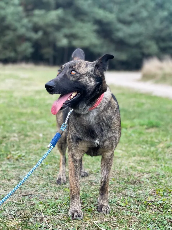 Pies do adopcji, Pieczyska, 10 kwietnia 2024 (4/5)