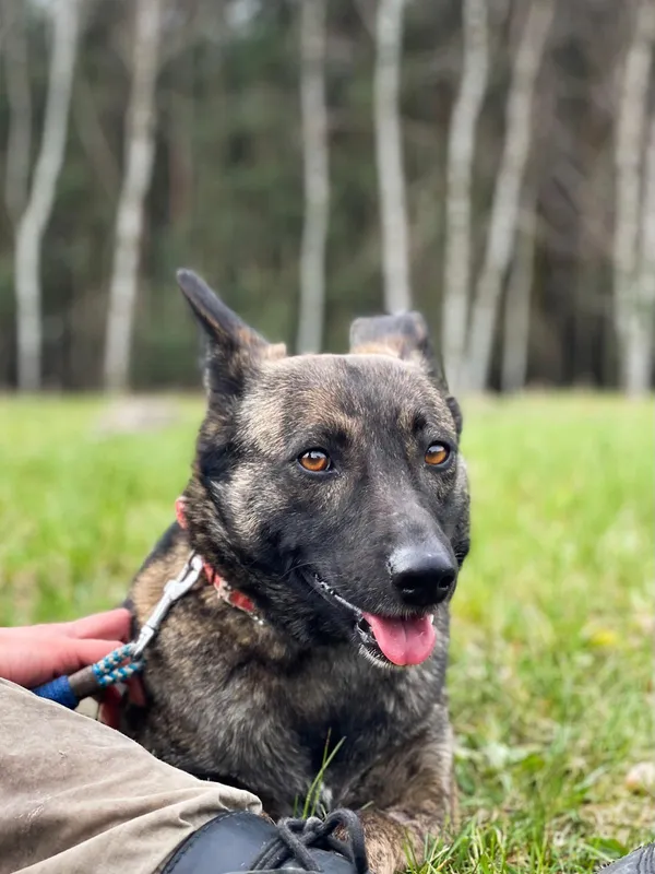 Pies do adopcji, Pieczyska, 10 kwietnia 2024 (5/5)