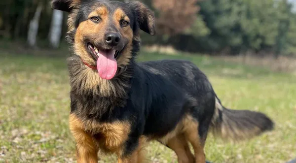 Pies do adopcji, Pieczyska, 10 kwietnia 2024 (1/5)