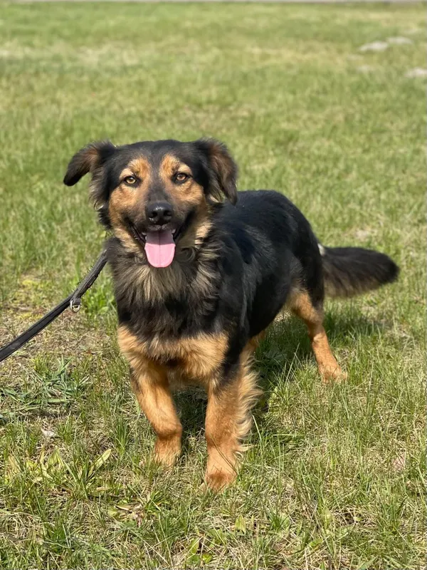 Pies do adopcji, Pieczyska, 10 kwietnia 2024 (3/5)