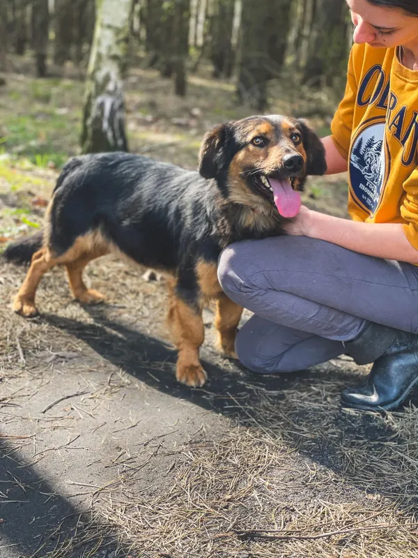 Pies do adopcji, Pieczyska, 10 kwietnia 2024 (5/5)