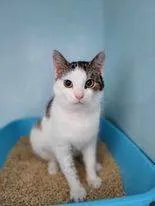 Znaleziono kota, Grudziądz, 11 kwietnia 2024