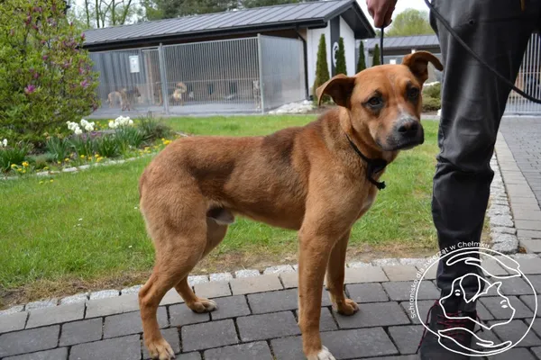 Znaleziono psa, Chełmek, 9 kwietnia 2024