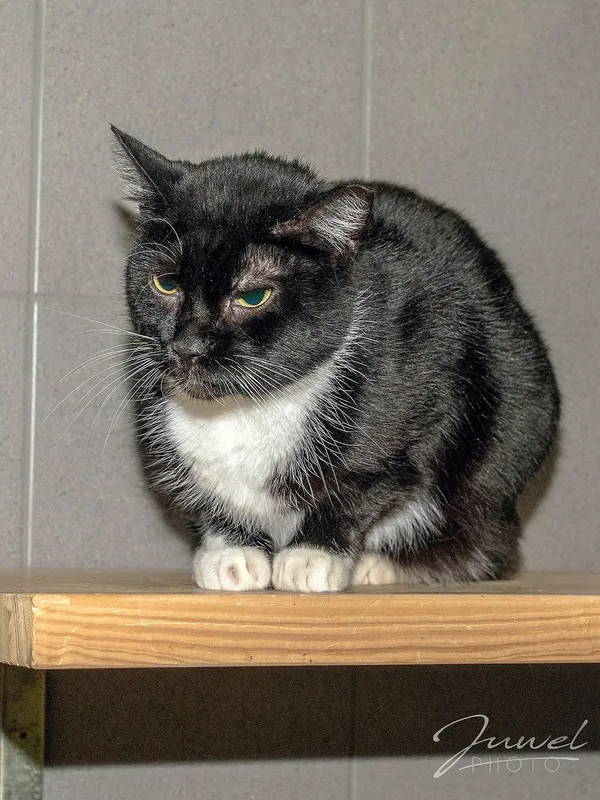 Kot do adopcji, Sopot, 11 kwietnia 2024 (1/5)