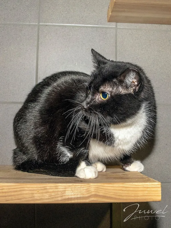 Kot do adopcji, Sopot, 11 kwietnia 2024 (2/5)