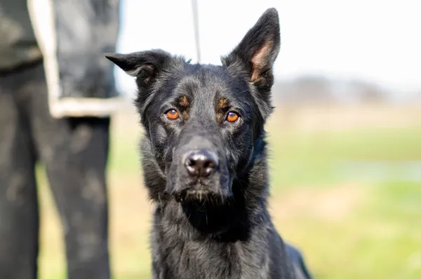 Oddam psa, Olsztyn, Pozorty, 12 kwietnia 2024 (1/3)