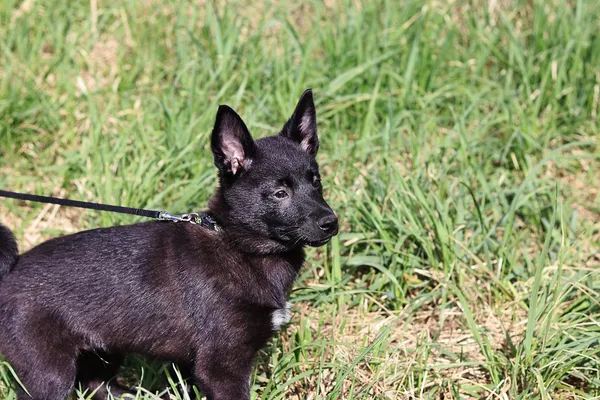 Pies do adopcji, Dłużyna Górna, 12 kwietnia 2024 (4/5)