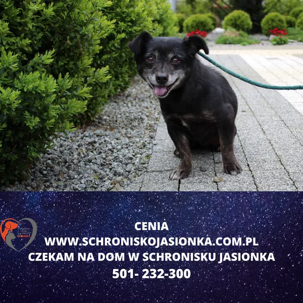 Znaleziono psa, Dębniak, 12 kwietnia 2024