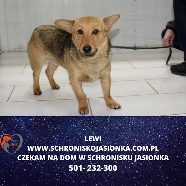 Znaleziono psa, Dębniak, 11 kwietnia 2024