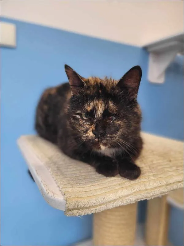 Znaleziono kota, Grudziądz, 12 kwietnia 2024