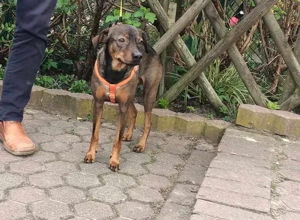 Znaleziono psa, Toruń, 10 kwietnia 2024