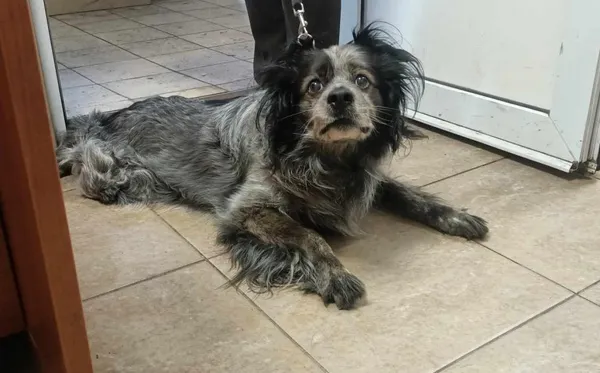 Znaleziono psa, Toruń, 10 kwietnia 2024