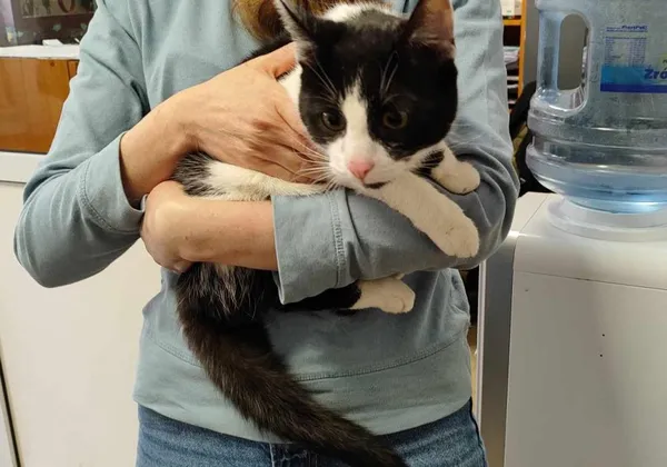 Znaleziono kota, Toruń, 10 kwietnia 2024