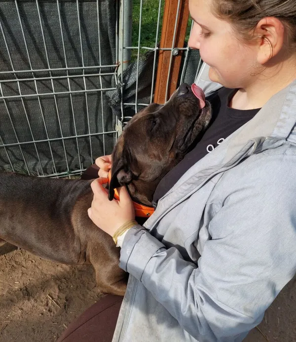 Pies do adopcji, Przyborówko, 11 kwietnia 2024 (2/3)