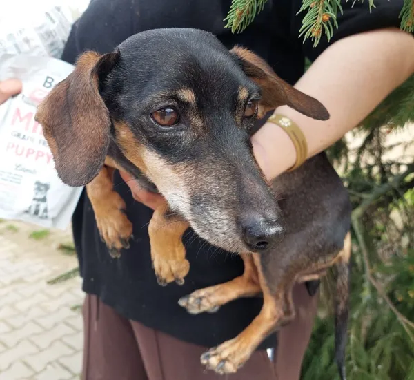 Pies do adopcji, Przyborówko, 11 kwietnia 2024 (1/3)