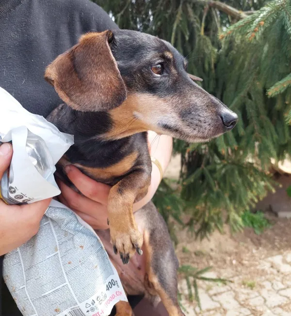 Pies do adopcji, Przyborówko, 11 kwietnia 2024 (2/3)