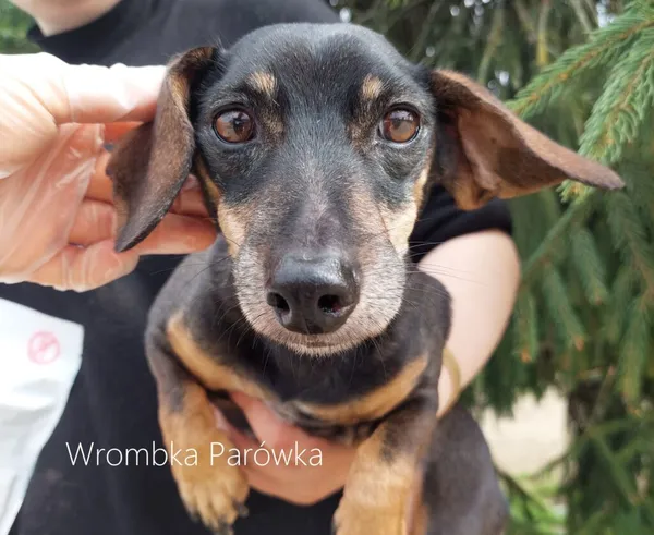 Pies do adopcji, Przyborówko, 11 kwietnia 2024 (3/3)