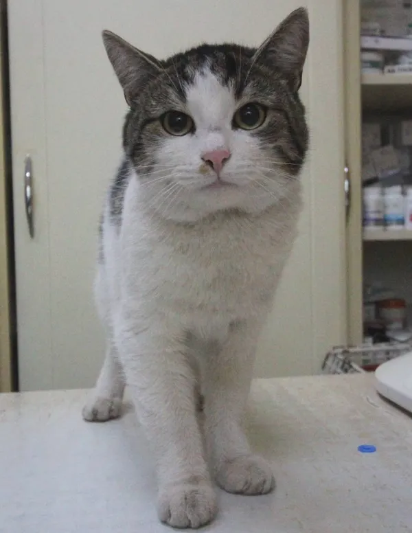 Znaleziono kota, Łódź, 12 kwietnia 2024 (1/5)