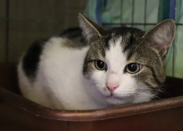 Znaleziono kota, Łódź, 12 kwietnia 2024 (5/5)