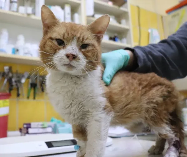 Znaleziono kota, Łódź, 12 kwietnia 2024 (1/3)