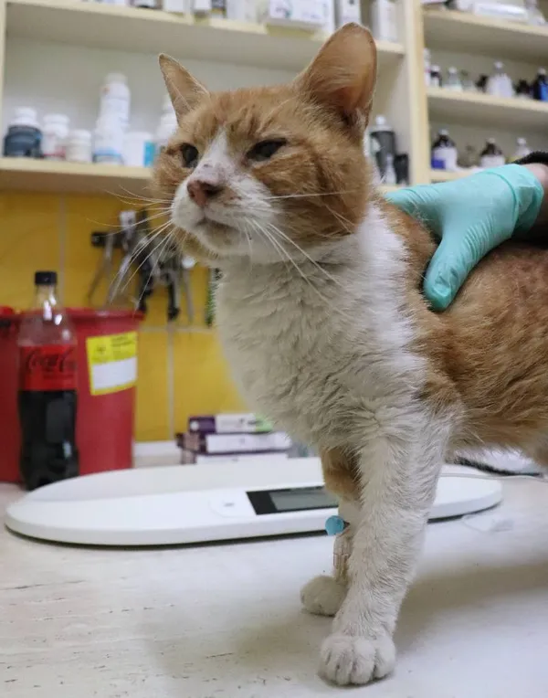 Znaleziono kota, Łódź, 12 kwietnia 2024 (3/3)