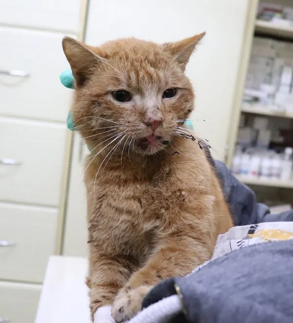 Znaleziono kota, Łódź, 12 kwietnia 2024 (2/5)