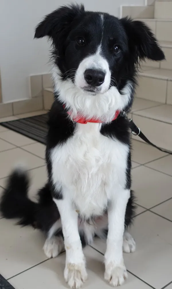 Znaleziono psa, Gdańsk, 12 kwietnia 2024