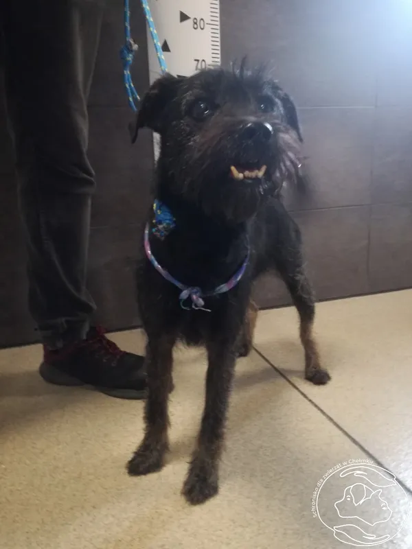 Znaleziono psa, Chełmek, 12 kwietnia 2024