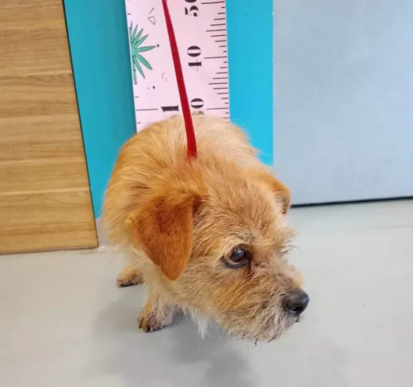 Pies do adopcji, Kielce, 13 kwietnia 2024