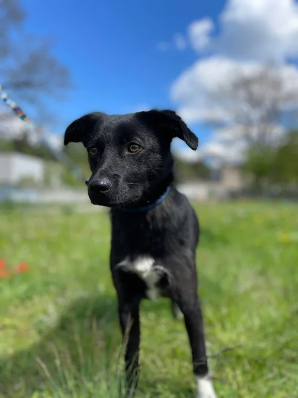 Pies do adopcji, Kielce, 12 kwietnia 2024