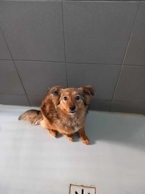 Pies do adopcji, Kielce, 12 kwietnia 2024