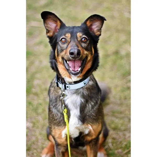 Znaleziono psa, Białystok, 24 lutego 2023 (1/3)