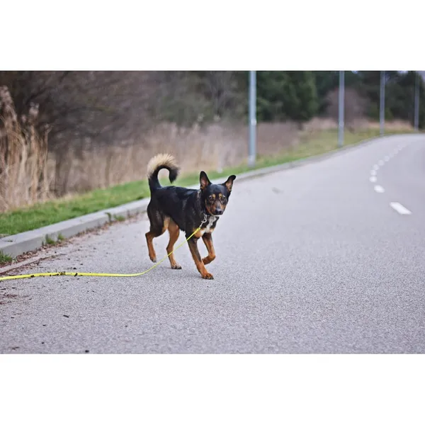 Znaleziono psa, Białystok, 24 lutego 2023 (2/3)