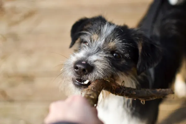 Pies do adopcji, Sosnowiec, 7 kwietnia 2024 (1/3)