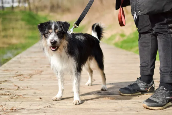 Pies do adopcji, Sosnowiec, 7 kwietnia 2024 (2/3)