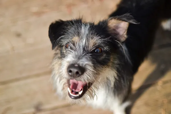 Pies do adopcji, Sosnowiec, 7 kwietnia 2024 (3/3)