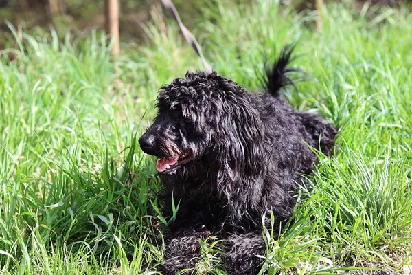 Pies do adopcji, Dłużyna Górna, 13 kwietnia 2024 (2/4)