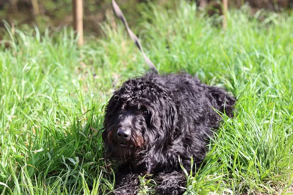 Pies do adopcji, Dłużyna Górna, 13 kwietnia 2024 (4/4)