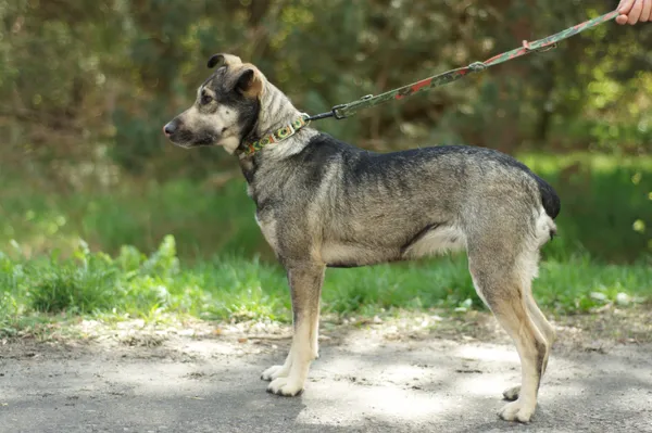 Pies do adopcji, Nowodwór, 13 kwietnia 2024 (2/5)