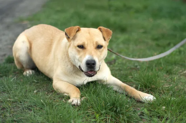 Pies do adopcji, Nowodwór, 13 kwietnia 2024 (2/5)