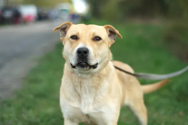 Pies do adopcji, Nowodwór, 13 kwietnia 2024 (3/5)