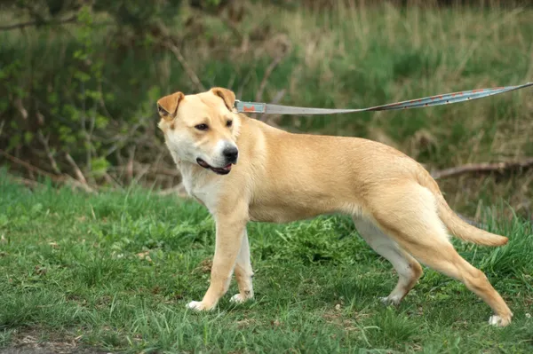 Pies do adopcji, Nowodwór, 13 kwietnia 2024 (5/5)