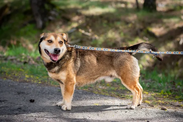 Pies do adopcji, Nowodwór, 13 kwietnia 2024 (2/5)