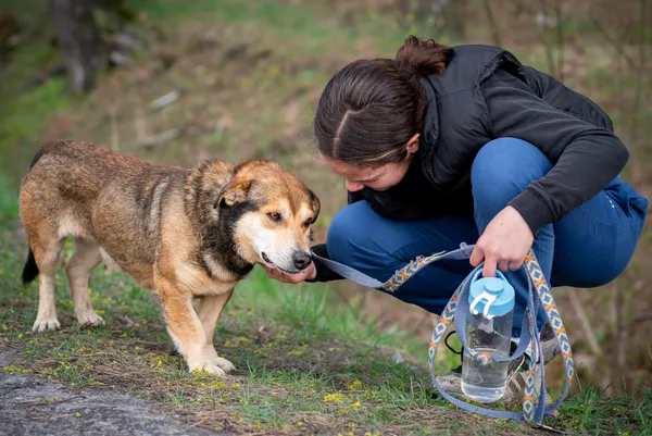 Pies do adopcji, Nowodwór, 13 kwietnia 2024 (4/5)